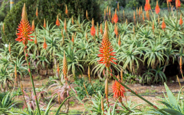Aloe Arborescens Succo, l'"Elisir di Lunga Vita"