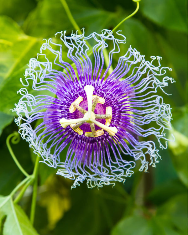 Tintura Madre di Passiflora: proprietà e benefici