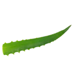 Foglia fresca di Aloe Arborescens Vonderweid