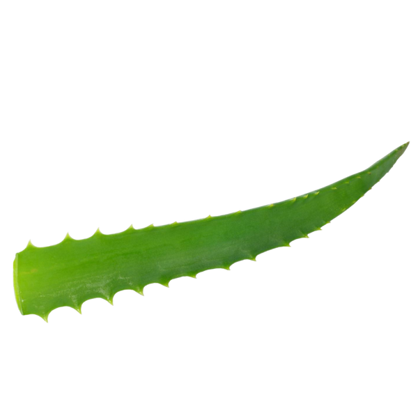 Foglia fresca di Aloe Arborescens Vonderweid
