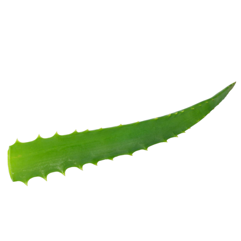 Foglia fresca di Aloe Arborescens Vonderweid
