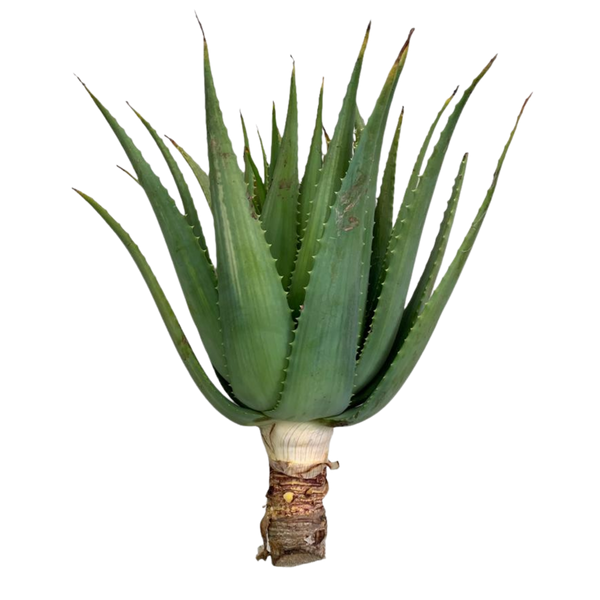Pianta adulta di Aloe Arborescens Vonderweid - talea