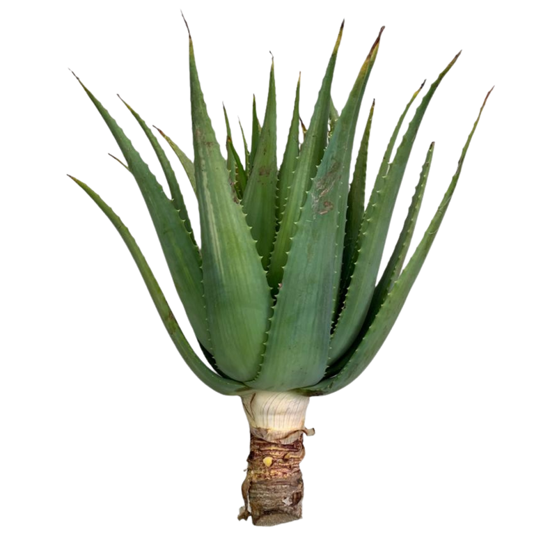 Pianta adulta di Aloe Arborescens Vonderweid - talea