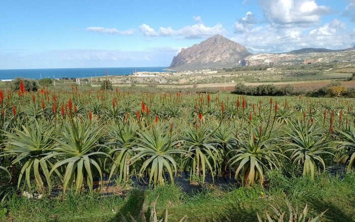 Coltivazione di Aloe Vonderweid in Sicilia