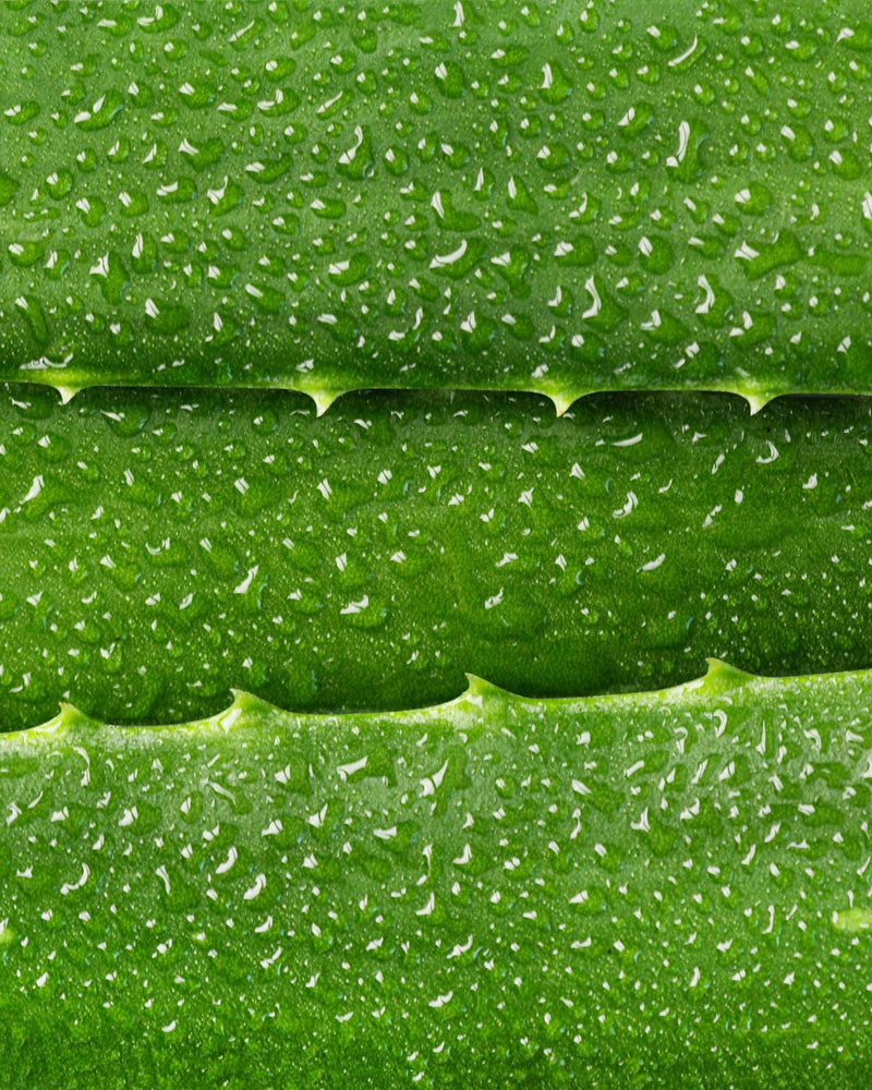 Foglie di Aloe Arborescens