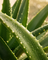 Foglia di Aloe Vonderweid