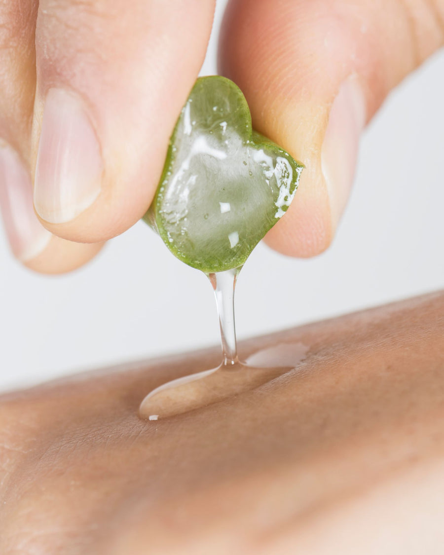Foglia di Aloe raccolta a mano