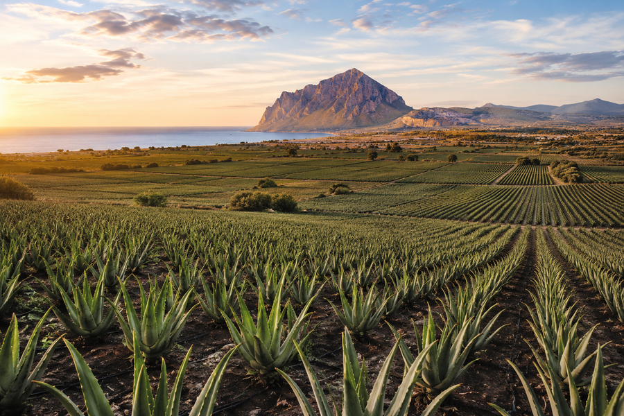 Coltivazione di Aloe Vonderweid in Sicilia