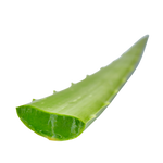 foglia aloe vera