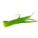 Foglie fresche di Aloe Arborescens Vonderweid