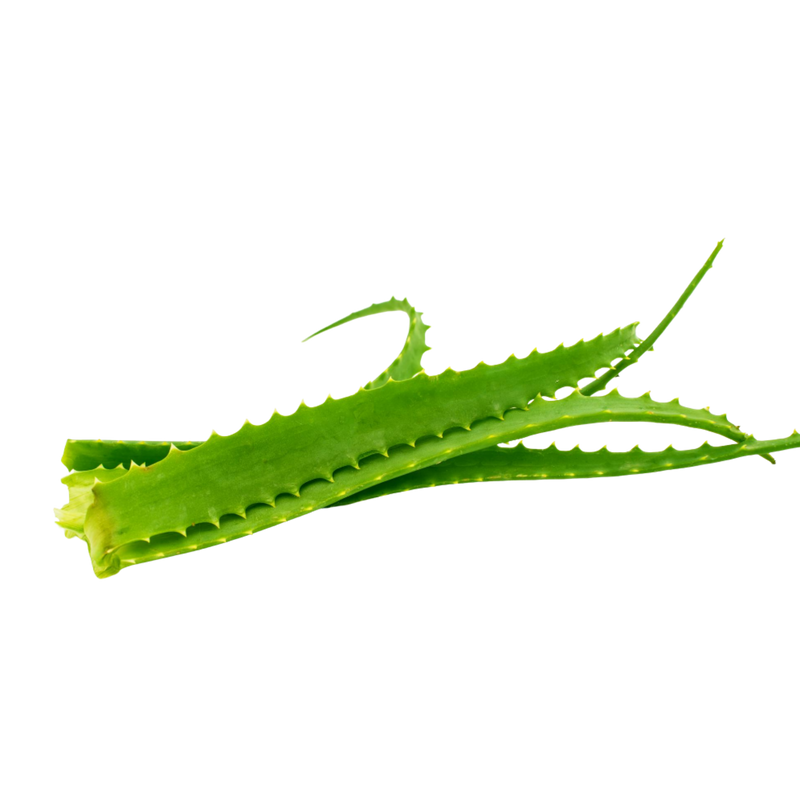 Foglie fresche di Aloe Arborescens Vonderweid