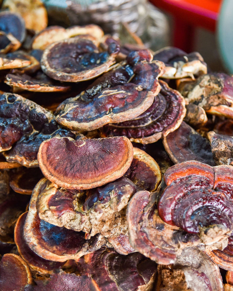 Fungo Reishi essiccato