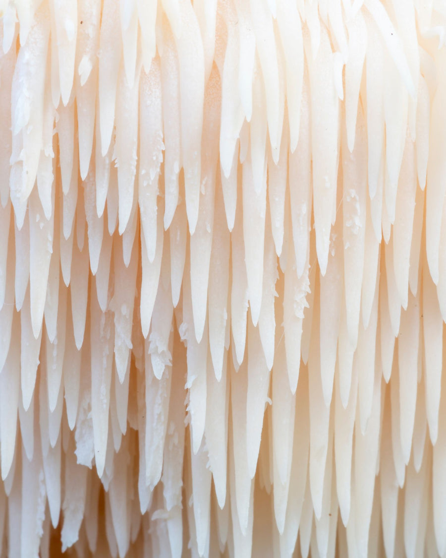 Hericium
