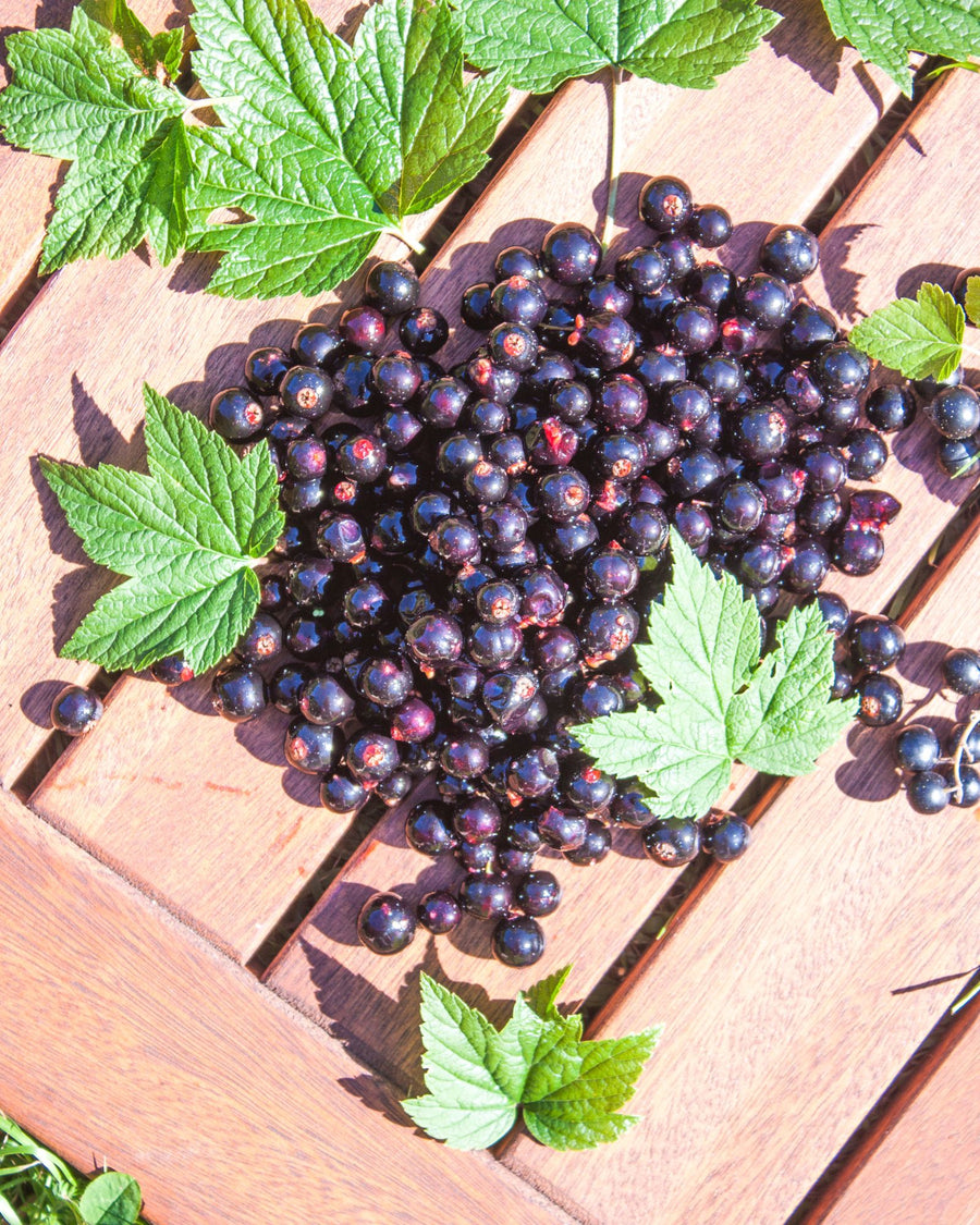 ribes nigrum bacche