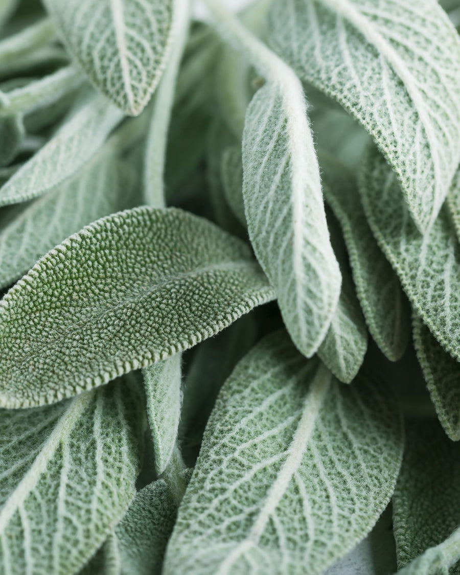 salvia foglia